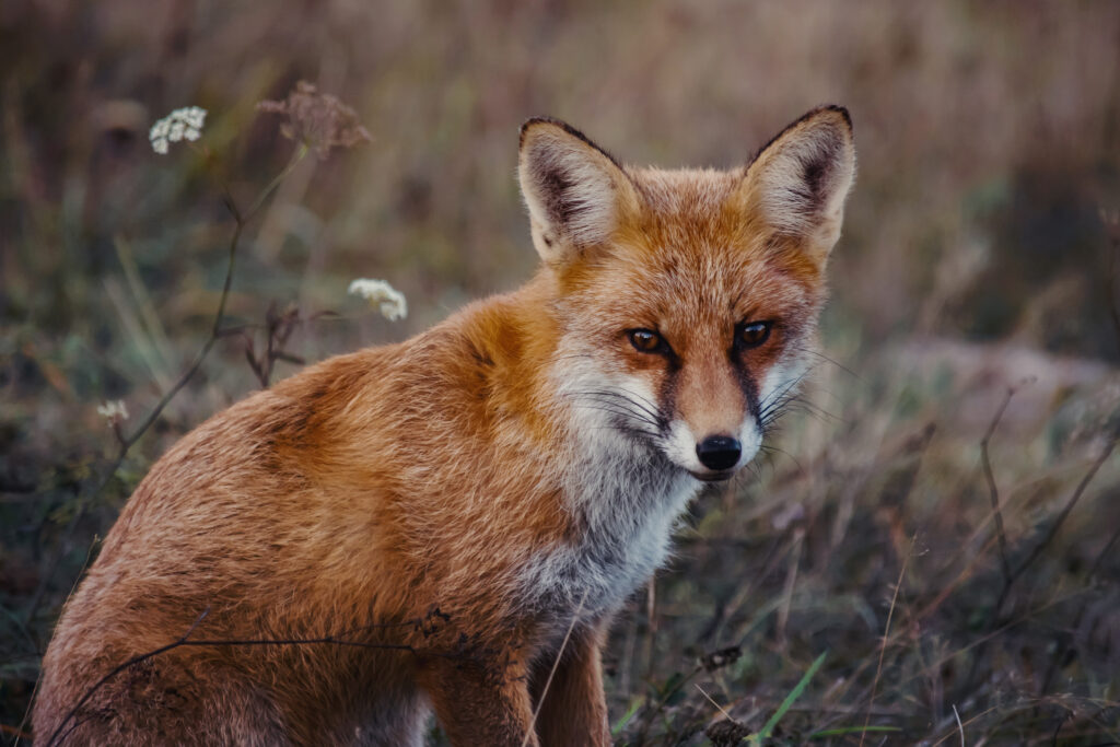 Netzwerk Wildtierhilfe Sachsen